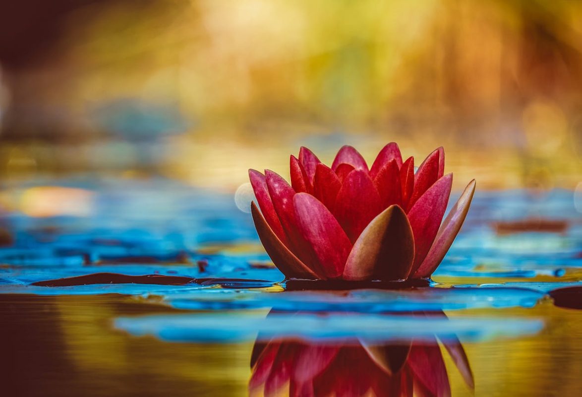 Fleur de lotus un porte-bonheur intemporel