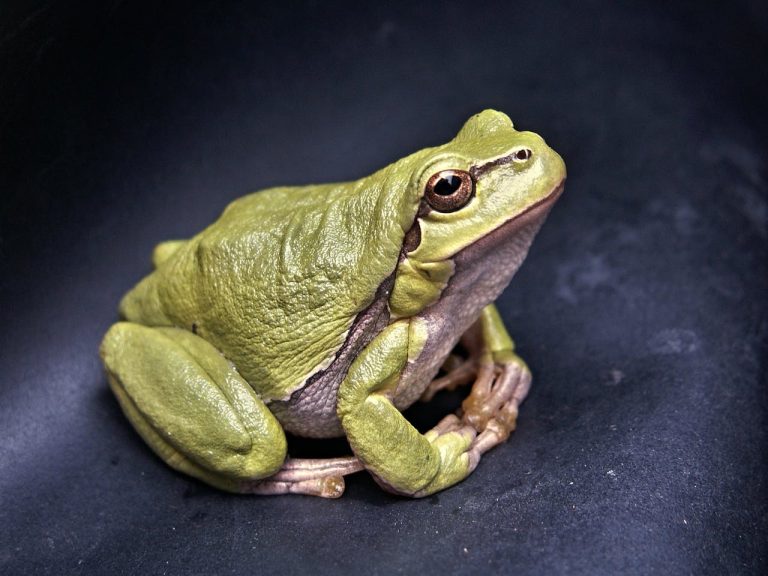 Crapaud signification spirituelle et différents symbolismes